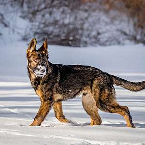 Outstanding GSD Puppy