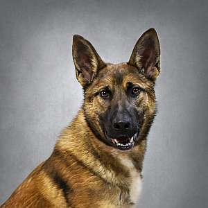 Zeke Service Dog trained companion