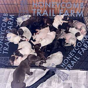 akc gsp puppies