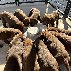 Chocolate Labrador's (Pure bred) for sale