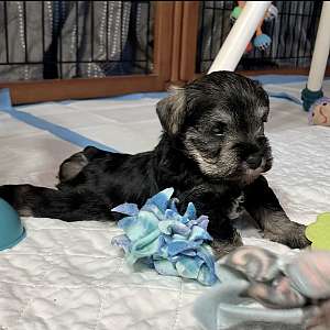 Mini Schnauzer Puppies Available - WA State
