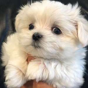 Gorgeous Maltese Puppies for rehoming