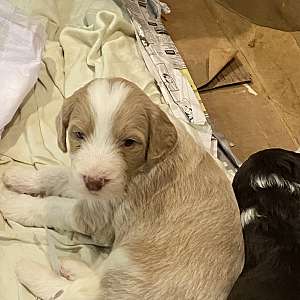 Bordoodle F1B puppies for sale