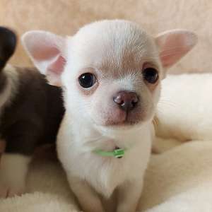 Healthy Chihuahua Puppies Looking for a new Forever Home