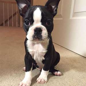 Healthy Boston Terrier Puppies Available