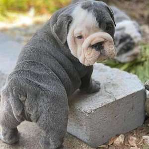 Healthy English Bulldog Puppies Looking for a new home