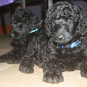 Black Poodle Puppy