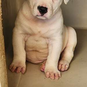 American Bulldog Puppy - Dotty