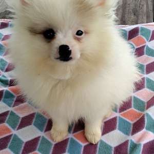 Gorgeous Male Pomeranian Puppy