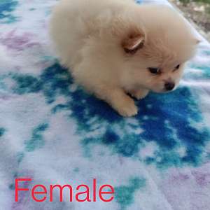 Beautiful Female Pomeranian Puppy