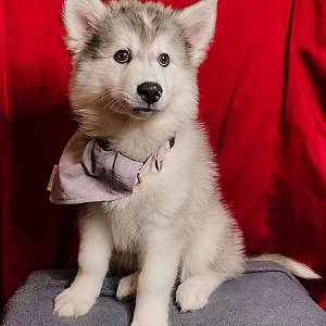 Grey and White Wooly Husky Pup