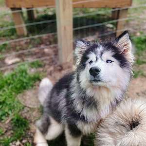 Black and White Wooly HUsky Pup