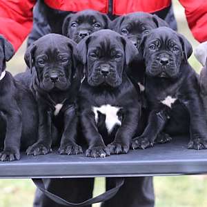 New Litter of Healthy Cane Corso Puppies for Adoption