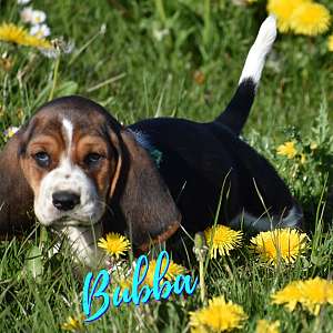 Bassett Hound Puppies ready for adoption