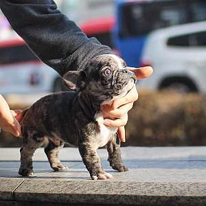 Teacup french bulldog puppies available ( Shipping Available )