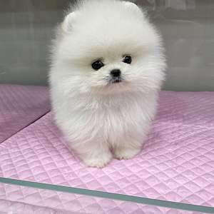 Mini Pomeranian puppies for Sale (Website Dogyampomeranian. com)
