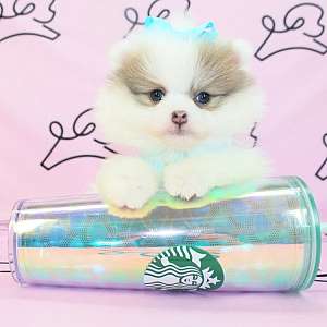 Teacup & Toy Pomeranian Puppies Available NOW in Las Vegas