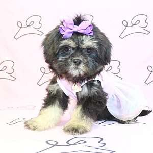 Toy Shih-Tzu Puppies For Sale In Las Vegas