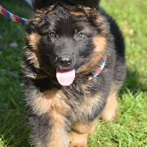 Top Quality German Shepherd Imported Parents
