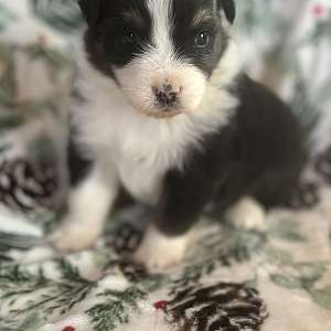 Australian shepherd puppy named Angie registered, healthy, and happy.