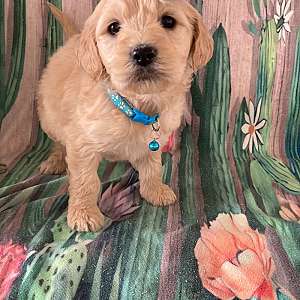 F1 Female Goldendoodles READY