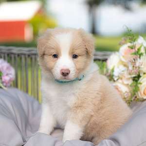 Rafiki ~ A Gold and White Male Border Collie Puppy