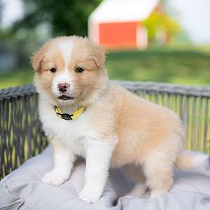 Timon ~ A Gold and White Male Border Collie Puppy