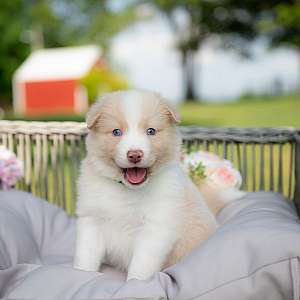 Pumbaa ~ A Gold and White Male Border Collie Puppy