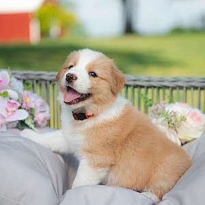 Zazu ~ A Gold and White Male Border Collie Puppy