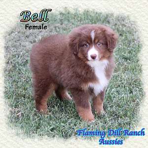 Bell - Toy / Small Mini Red Tri Female Aussie Puppy