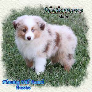 Habanero - Toy Red Merle Male Aussie Puppy