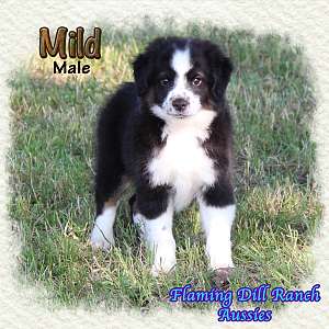 Mild - Mini Black Tri Male Aussie Puppy