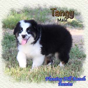 Tangy - Mini Black Tri Male Aussie Puppy