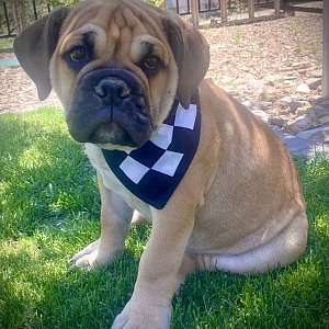 Stripe- Olde English Bulldogge Puppy home born and raised and ready for his