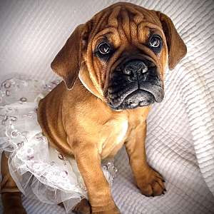 Maybelle-Olde English Bulldogge Puppy born and raised at home with love