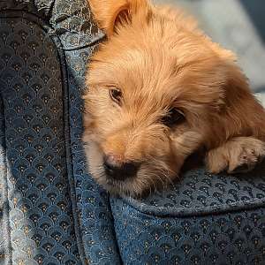 Goldendoodle Puppies! Family & Child Friendly