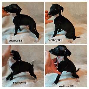 Quaility Italian Greyhound