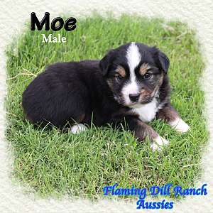 Moe - Mini Black Tri Male Aussie Puppy