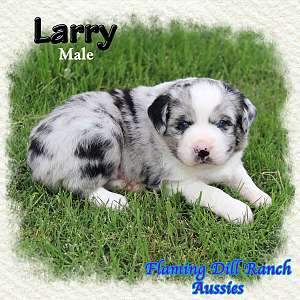 Larry - Mini Blue Merle Male Aussie Puppy