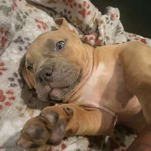 Pure American Bully for Sale