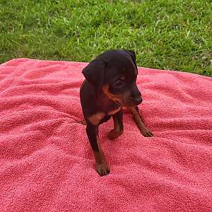 AKC registered Miniature Pinscher Puppies available