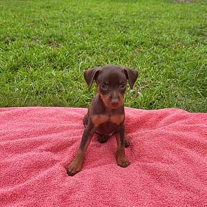 AKC registered Miniature Pinscher Puppy available