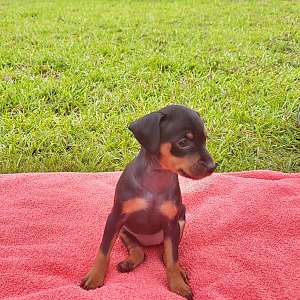 AKC registered Miniature Pinscher Puppy available