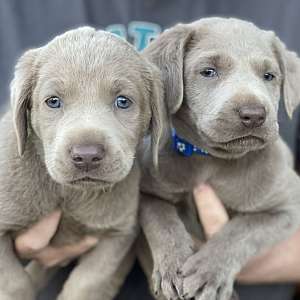 AKC Labrador retriever puppies
