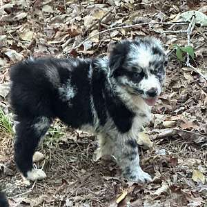 AKC/ASDR Australian Shepherd Puppy