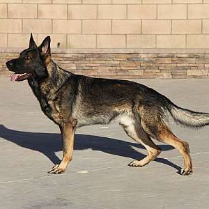 Czech Working line Import from Champion bloodline