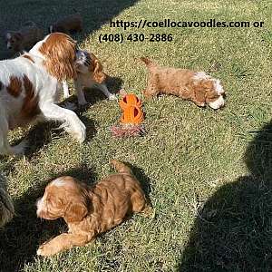 Cavoodle puppies ready for homes