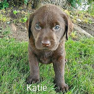 Katie is a stunning female AKC English Chocolate Lab