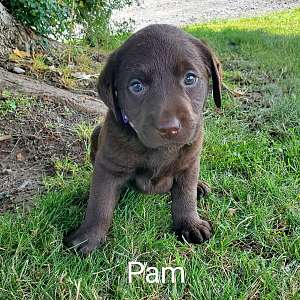 Pam, our adorable AKC English Chocolate Labrador Retrieve