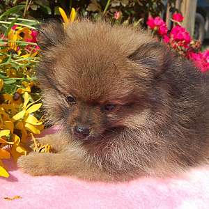 Female Pomeranian for sale